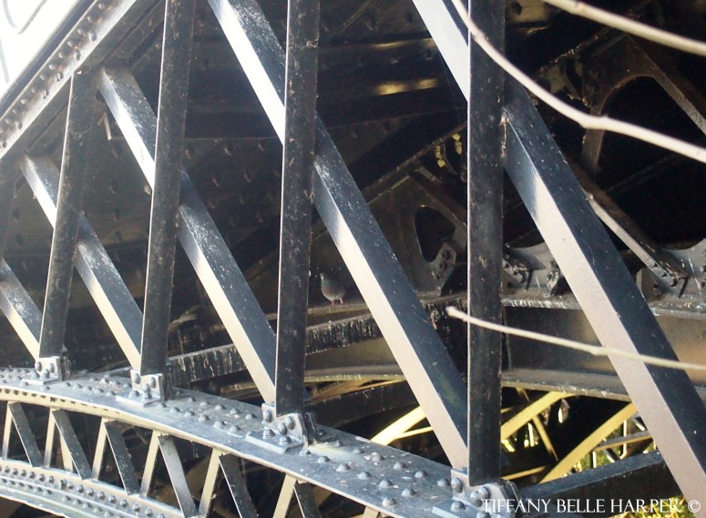 birdinabridge1wm.jpg