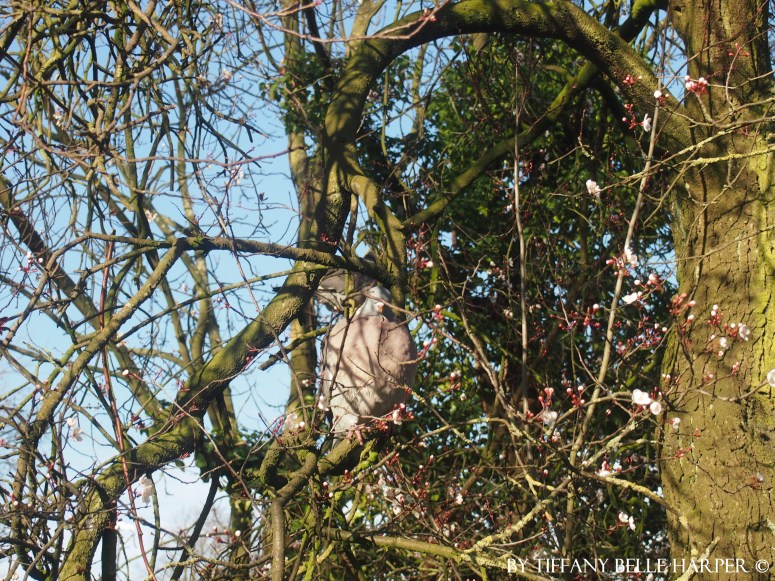birdinatree.jpg
